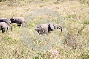 Elephant in herd  displaying large anal tumour in Kruger Park