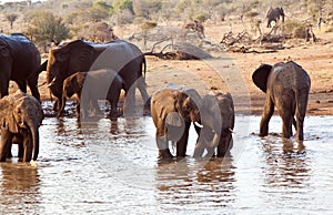 Elephant herd drink at waterhole