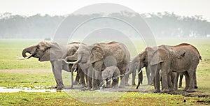 Elephant herd drinking, Amboseli, Kenya