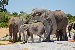 Elephant herd drinking