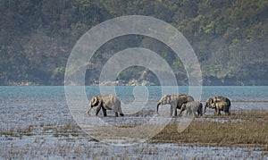 Elephant Herd drinking water