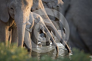 Elephant herd drinking.