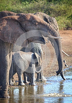 Elephant herd drinking at waterhole