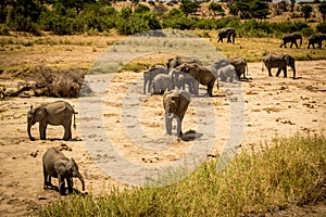 Elephant herd in the dry river bed in Tarangire National Park safari, Tanzania