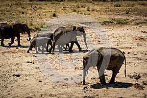 Elephant herd in the dry river bed in Tarangire National Park safari, Tanzania