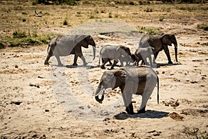Elephant herd in the dry river bed in Tarangire National Park safari, Tanzania
