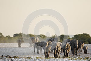 Elephant herd at dusk.