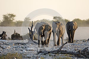 Elephant herd at dusk.