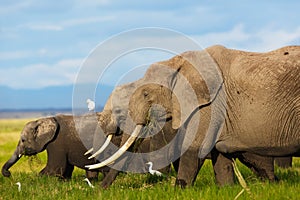 Elephant herd eating grass