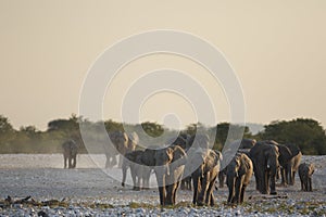Elephant herd