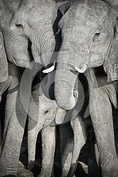Un elefante gregge 