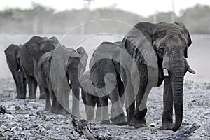 Elephant herd