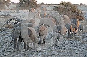 Elephant herd in Etosha National Park