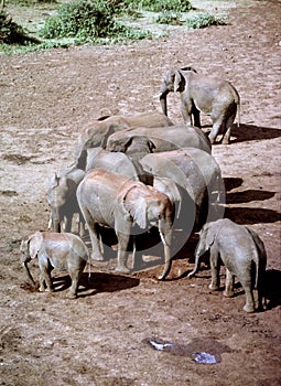 Elephant herd females and babies Ngorongoro