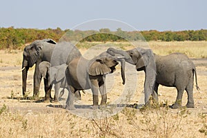 Elephant herd greeting at waterhole on a dry and hot day