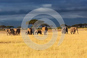 Elephant herd just before the rain