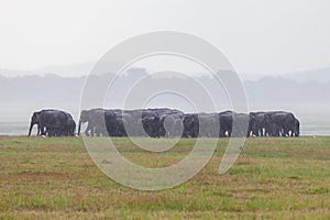 Elephant Herd in Kaudulla National Park in Sri Lanka