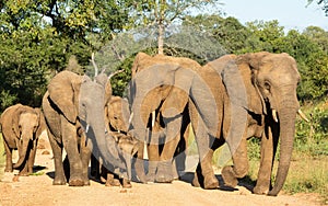 Elephant Herd in Kruger Park