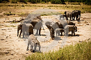 Elephant herd looking for fresh water in Tarangire National Park safari, Tanzania