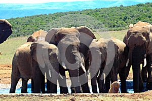 Elephant herd mourning