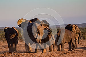 Elephant herd moving through African bush