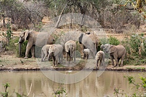 Elephant herd by a river