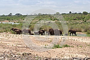 Elephant herd on the Sabie River in Kruger National Park, South Africa