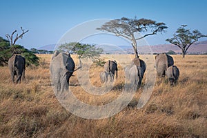 Elephant herd in Serengeti National Park, Tanzania. Travel and safari concept