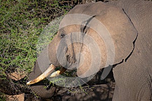 Elephant herd in Serengeti National Park, Tanzania. Travel and safari concept