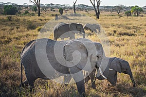 Elephant herd in Serengeti National Park, Tanzania. Travel and safari concept