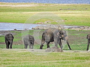 Elephant herd in sri lanka