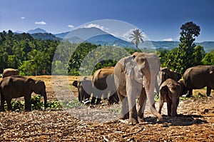 Elephant herd, Sri Lanka