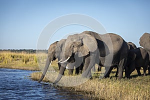 Elephant herd standing at the edge of Chobe River drinking in Botswana