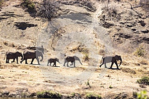 Elephant herd on their way down to the water