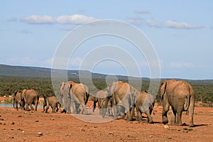 Elephant herd trekking