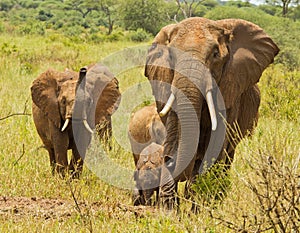Elephant Herd with trumpeting juvenile