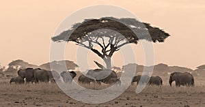 Elephant herd under acacia