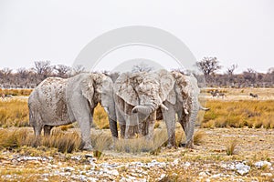 Elephant herd walking in the african wilderness