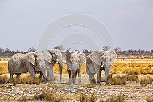 Elephant herd walking in the african wilderness