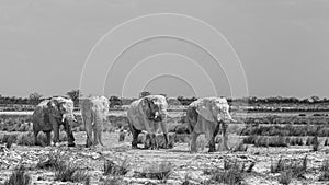 Elephant herd walking in the african wilderness