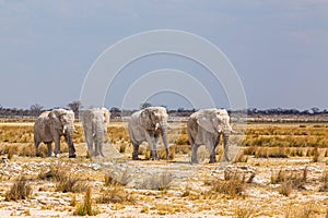 Elephant herd walking in the african wilderness