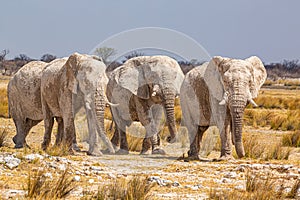 Elephant herd walking in the african wilderness