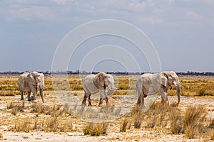 Elephant herd walking in the african wilderness