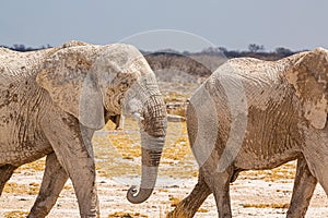 Elephant herd walking in the african wilderness