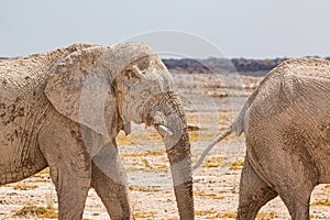 Elephant herd walking in the african wilderness