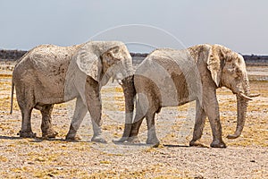 Elephant herd walking in the african wilderness