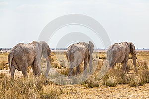 Elephant herd walking in the african wilderness