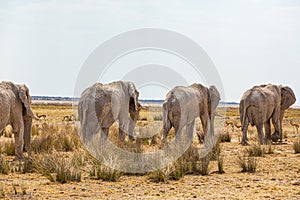 Elephant herd walking in the african wilderness