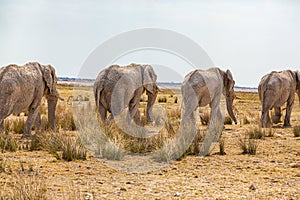 Elephant herd walking in the african wilderness