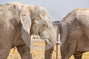 Elephant herd walking in the african wilderness